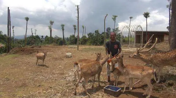 Rusa Timor Hewan Asli Indonesia Kini Keberadaannya Nyaris Punah