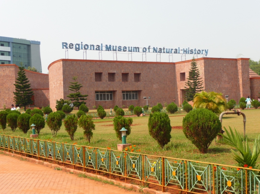 Remomendasi Museum Sejarah Alam Daerah (RMNH), Bhubaneswar Di India