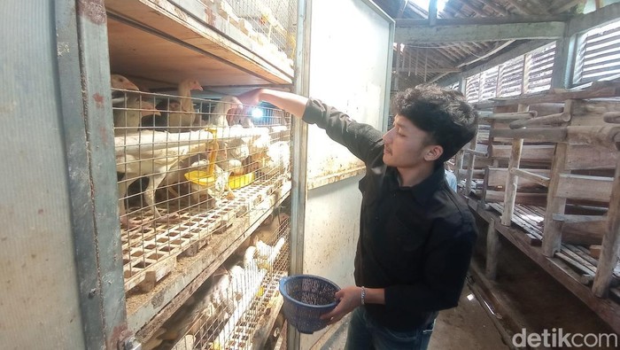 Menilik Cara Reza Bisa Cuan Manis dari Ternak Ayam Rumahan