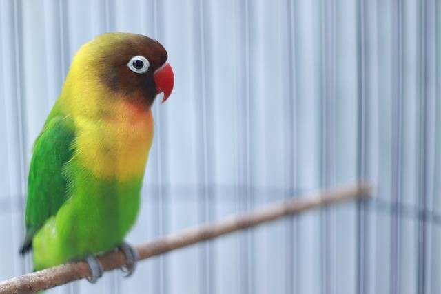 5 Tahapan Cara Ternak Burung Lovebird untuk Hasil Maksimal