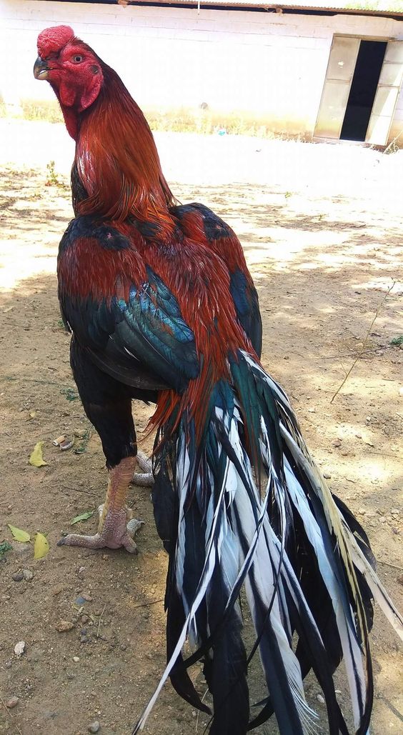 Cara Ternak Ayam Bangkok, Ayam Aduan yang Berasal dari Thailand