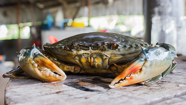 Budi Daya Kepiting Bakau, Upaya Mengurangi Penangkapan di Alam