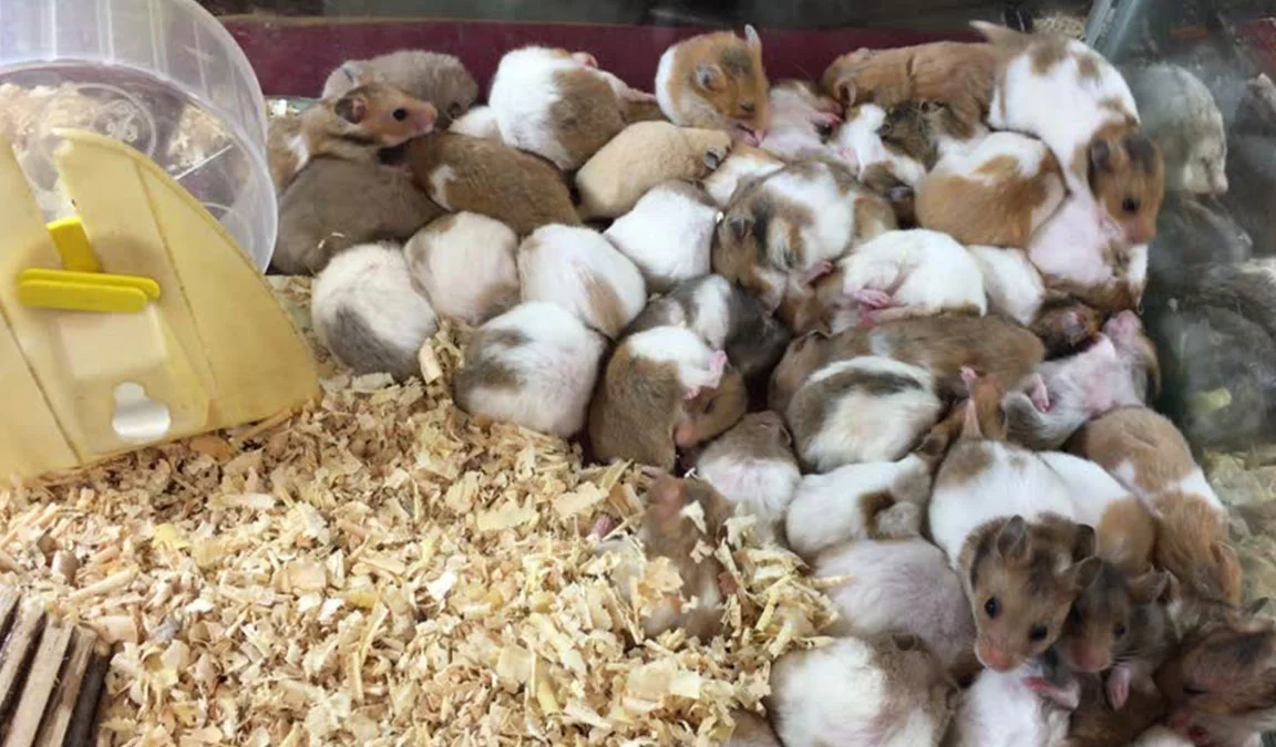 Cara Ternak Hamster Agar Beranak Banyak, Mudah Untuk Pemula