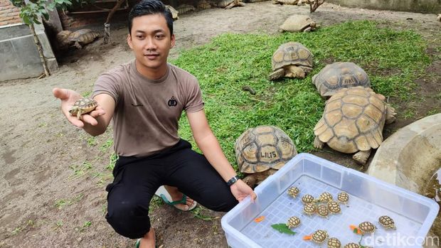 Polisi Klaten Raup Cuan dari Ternak Kura-kura Sulcata