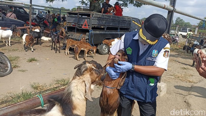 Ratusan Petugas Diterjunkan Pantau Kesehatan Hewan Kurban di Blitar