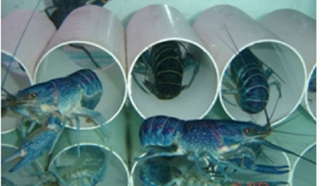 Mengenal Lobster Air Tawar dan 8 Cara Budidaya untuk Pemula